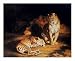 A Pair of Leopards by William Huggins poster print,33 in. x 27 in.