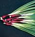 David's Non-Hybrid Organic Onion Deep Purple (Allium fistulosum) 200 Seeds per Packet