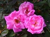 Old Heirloom Antique Own Root Rose Plant Old Bush Blush