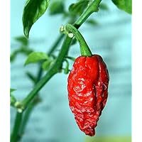 Bhut Jolokia Chile Pepper Plant - HOTTEST CHILI PEPPER