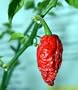 Bhut Jolokia Chile Pepper Plant - Ghost Pepper - 3" Pot