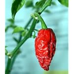 Bhut Jolokia