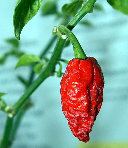 Bhut Jolokia Chile Pepper Plant - HOTTEST CHILE PEPPER