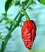 Bhut Jolokia Chile Pepper 4 Plants-HOTTEST CHILE PEPPER