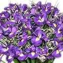 20 Fresh Iris Fresh Flower Bouquet