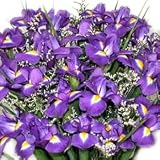 20 Fresh Iris