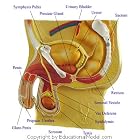Male Genital System Human Medical Anatomy Educational Chart by  EducationalModel.com