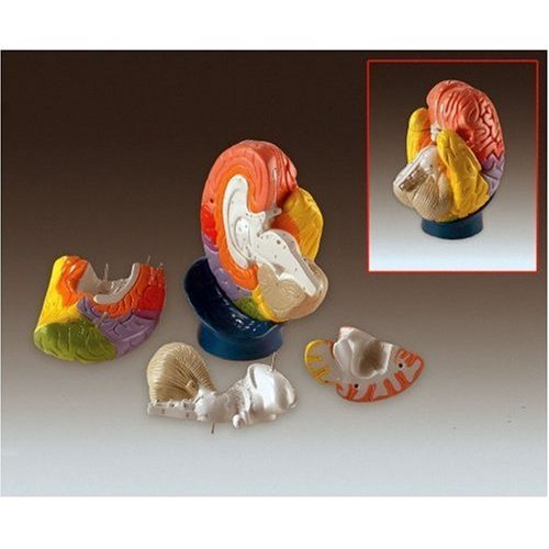 Giant Regional Brain Model