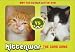 Kittenwar: The Card Game: May the Cutest Kitten Win!