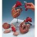 Nasco Giant Heart w/ Esophagus and Trachea * Each * Model # LZ01186U