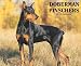 Just Doberman Pinschers 2010 Wall Calendar