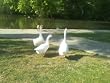 THE SECRET TO SUCCESSFULLY RAISING AND KEEPING DUCKS