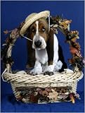 Pet Star Notecards - Basset Hound