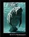 Art & the Environment (Swimming Manatee) Art Poster Print - 22