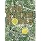 The ultimate stone roses collection