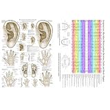 Auriculotherapy Chart