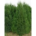 Lebensbaum occidentalis, Heckenpflanzen,Thuja occidentalis, im Topf, 0,8 Liter 20 - 40 cm