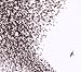 Wilco Sky Blue Sky (Special Tour Edition) album review