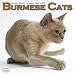   - 2009 Cats - Burmese Wall Calendar