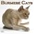 2009 Cats - Burmese Wall Calendar