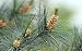 Eastern White Pine - Pinus strobus - Potted