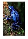 Blue Poison-Dart Frog, Frogs & Toads Photographic Poster Print by George Grall, 18x24