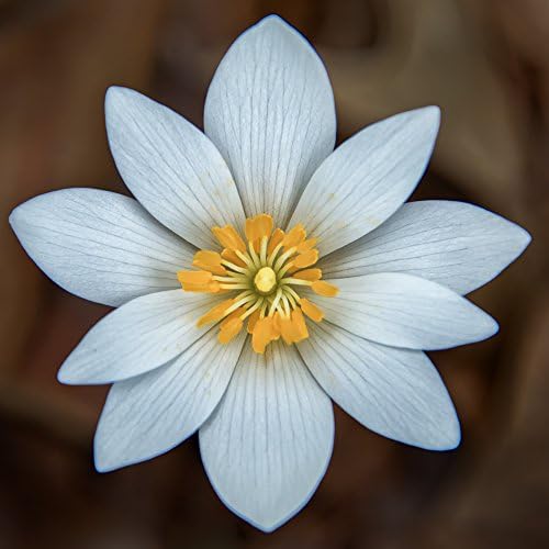 Spring Wild Flower Photograph, 12x12 inch square photograph of bloodroot flower