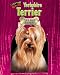 yorkshire_terrier36yorkshire terrier - Yorkshire Terrier Tiny but Tough Little Dogs Rock