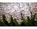 Photographic Prints of Chelsea Flower Show from Prints Prints Prints