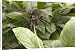 Canvas Prints of ROG-11970 Bat Flower / Tiger Whisker from Ardea Wildlife Pets