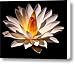Yellow Glow Fragrant Water Lily Canvas Print / Canvas Art - Artist George Oze