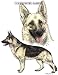 German Shepherd - Double Image by Cindy Farmer
