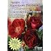 Susan Harrison-Tustain's One-on-One Watercolor Workshops