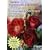 Susan Harrison-Tustain's One-on-One Watercolor Workshops