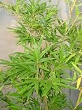 Bamboo: Bambusa multiplex