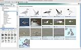 picture of DVD British Birds Version 9 (PC)