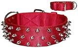 2'' Df Bravo Collar
