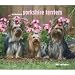 yorkshire terrier - For the Love of Yorkshire Terriers 2009 Deluxe Wall Calendar