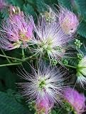MIMOSA 'OMBRELLA' (SILK TREE) / 2 gallon Potted