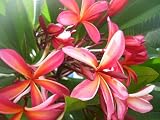 Plumeria Seeds Collector's Mix - 100 Seeds