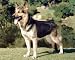 German Shepherd Standing 16 x 20 Animals Art Print Posters
