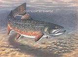 Brook Trout - Drawing by Cindy Farmer
