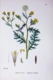 BOTANY PLANTS c1902 STINKING GROUNDSEL SENECIO FLOWERS