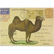 Camel Vintage Letters Cavallini Gift Wrap Decoupage Paper