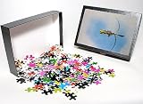 Photo Jigsaw Puzzle of BB-1432 Green / Plumed Crested basilisk - young running across water from Ardea Wildlife Pets