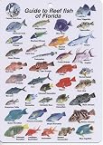 Fish Identification Cards - Reef Fish of Florida - 5 x 7