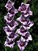 Outdoor Living : 10 Passos Hybrid Gladiolus Bulbs - NEW! - Ship 01/07