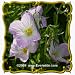 Showy Evening Primrose (Oenothera speciosa) Jumbo Wildflower Seed Packet - 2000 Seeds