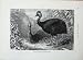 Cassell'S Birds C1870 Helmeted Cassowary Galeatus Bird