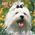 Maltese 2007 Wall Calendar